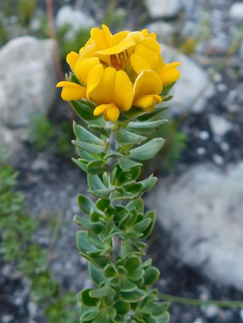 Aspalathus securifolia photo 7
