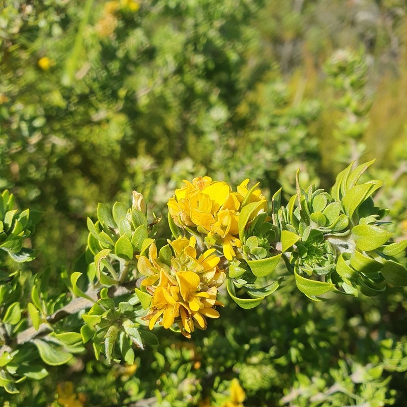 Aspalathus securifolia photo 8