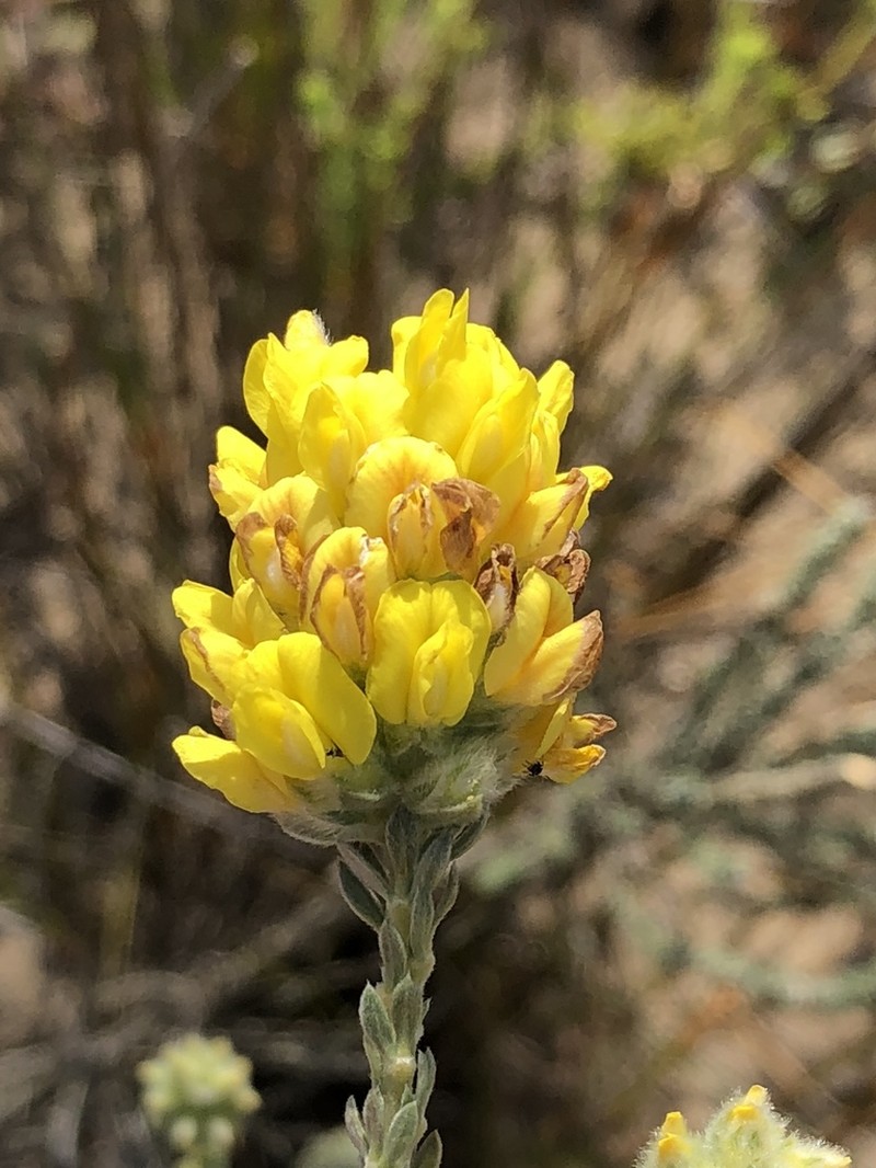 Aspalathus sericea