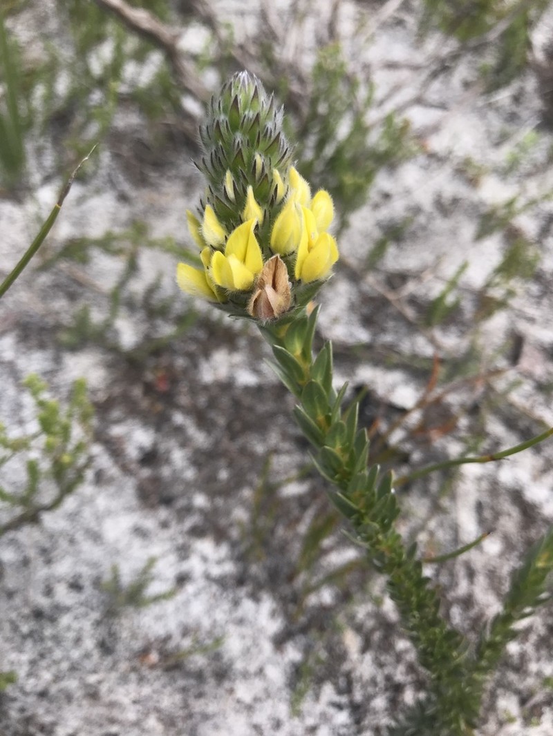 Aspalathus sericea photo 2