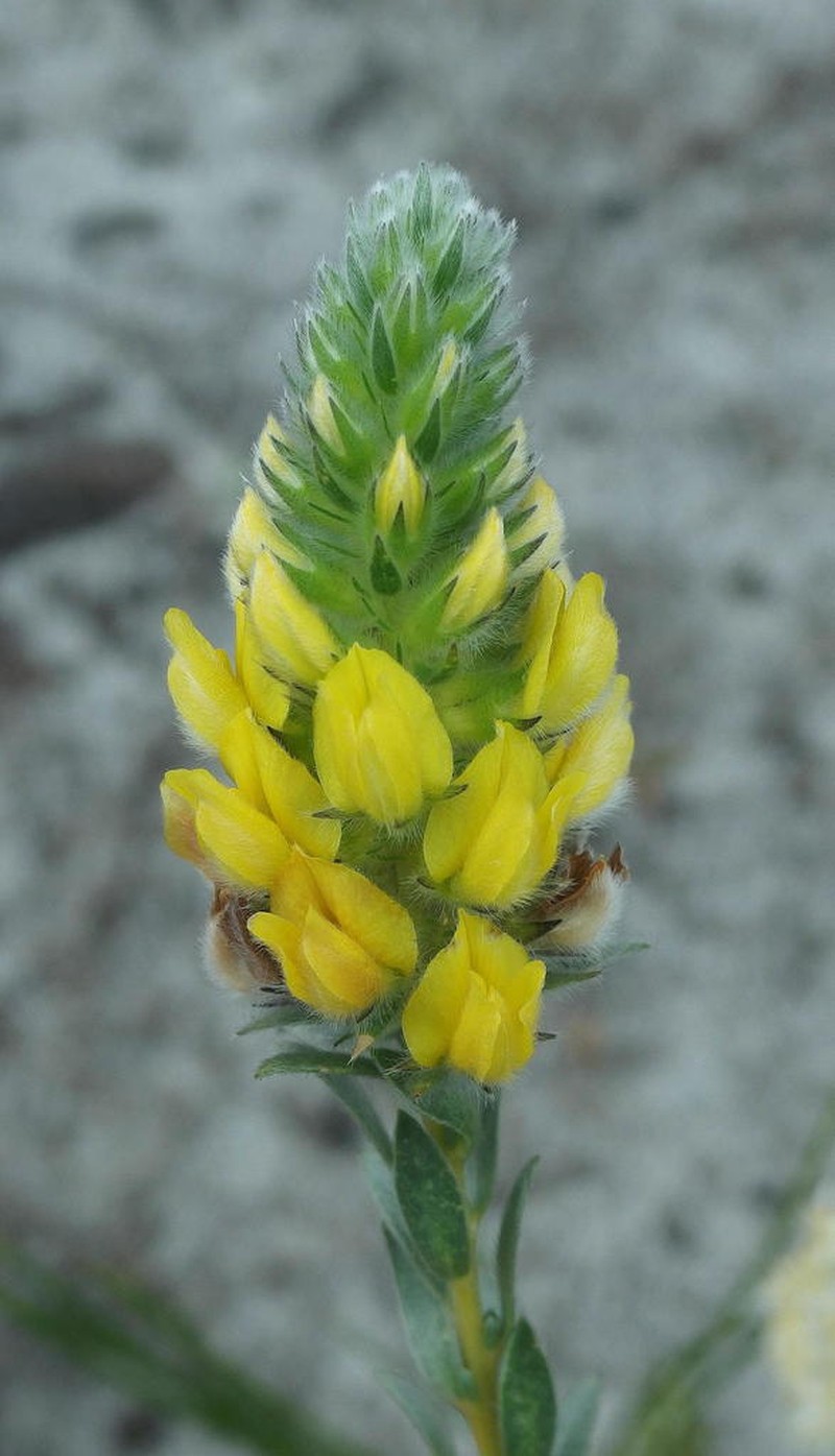 Aspalathus sericea photo 3