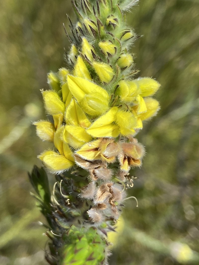 Aspalathus sericea photo 5
