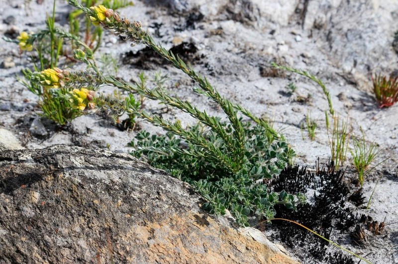 Aspalathus sericea photo 6