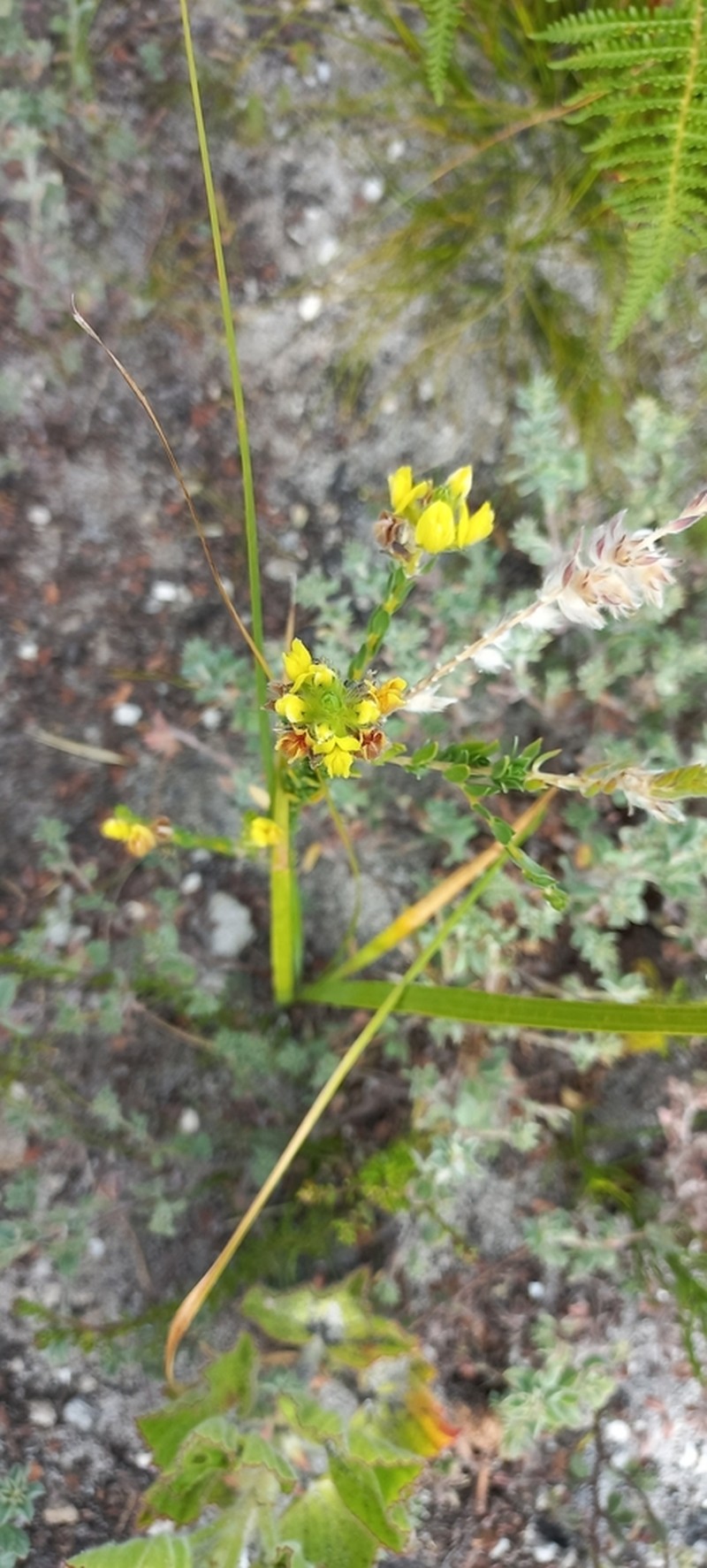Aspalathus sericea photo 7