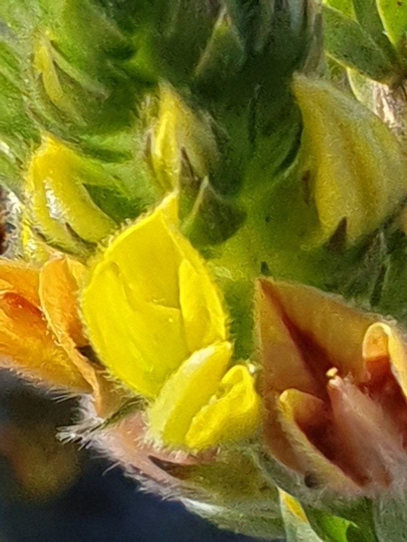 Aspalathus sericea photo 8