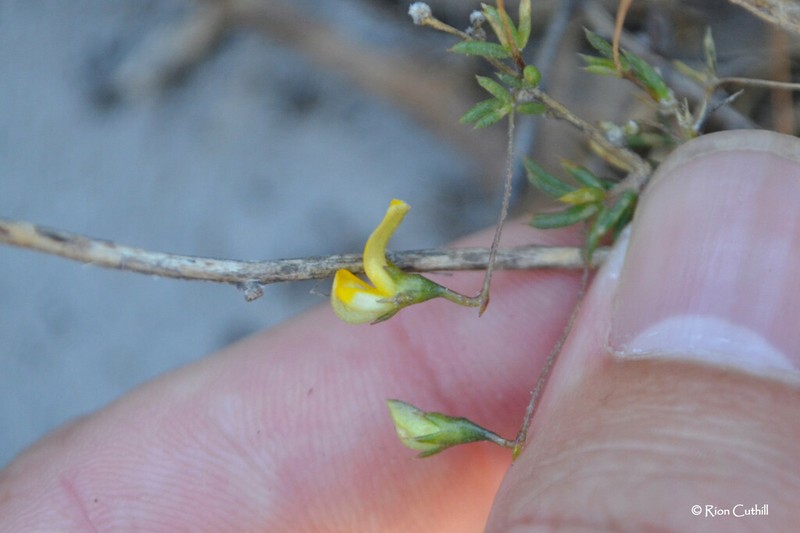 Aspalathus serpens