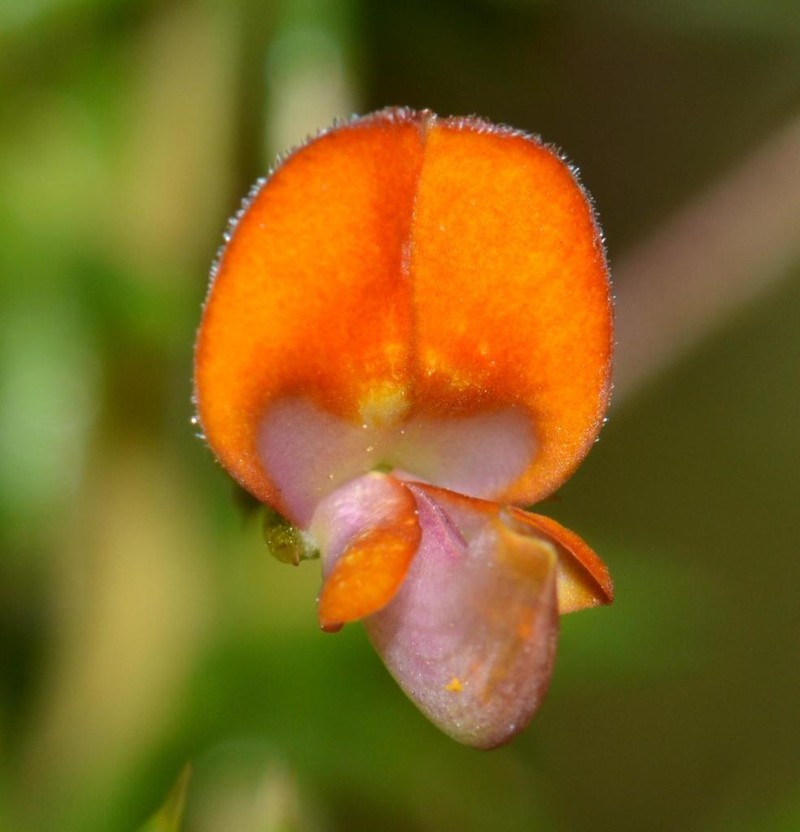 Aspalathus serpens photo 2