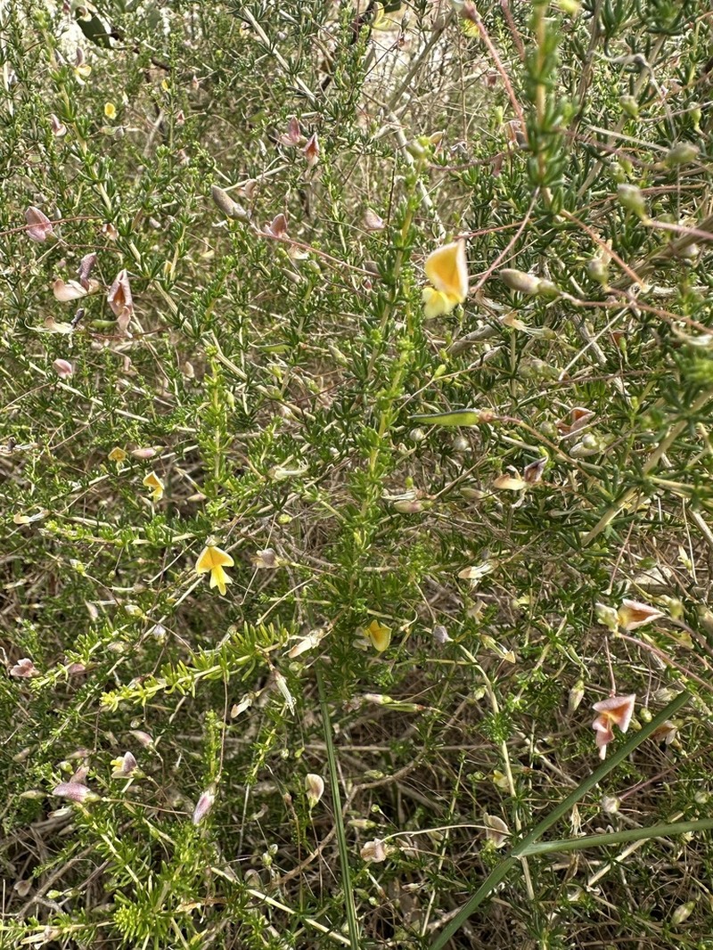 Aspalathus serpens photo 3