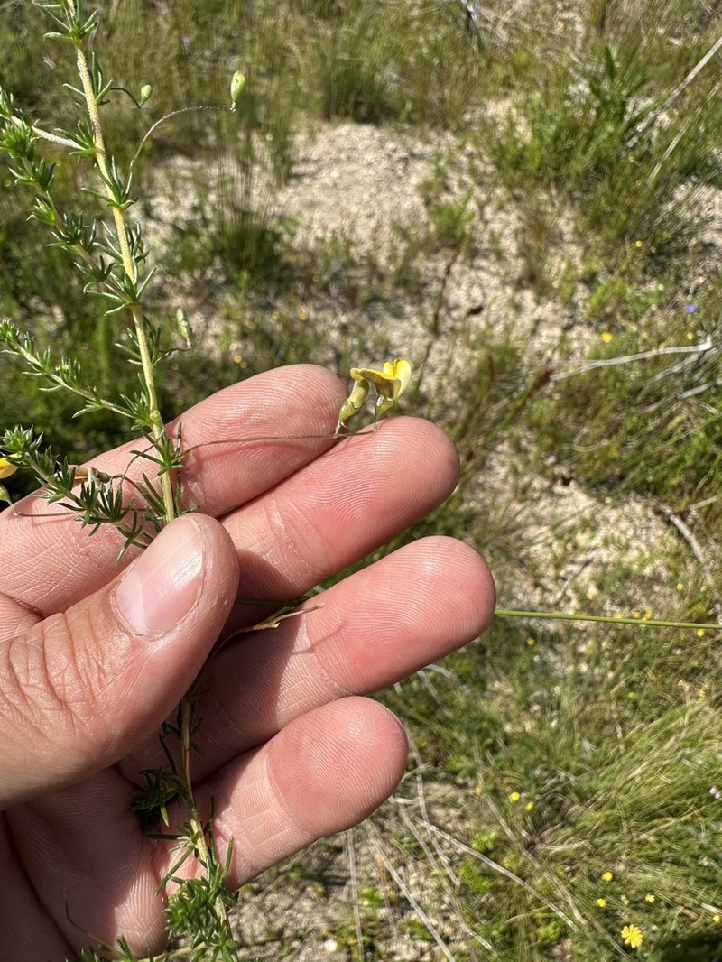 Aspalathus serpens photo 4