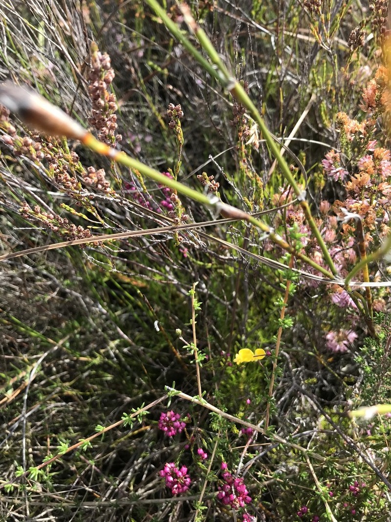 Aspalathus serpens photo 5