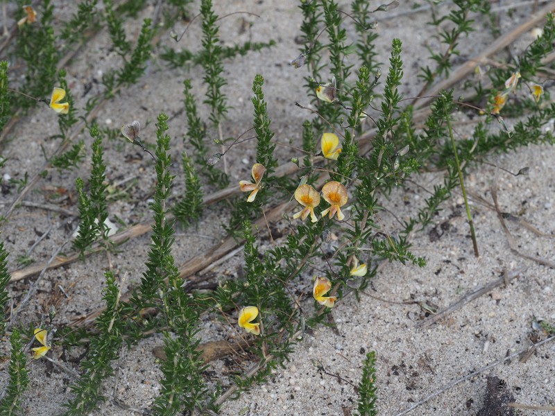 Aspalathus serpens photo 6