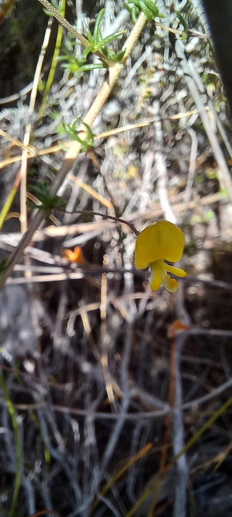 Aspalathus serpens photo 7