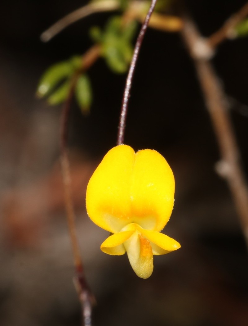 Aspalathus serpens photo 8