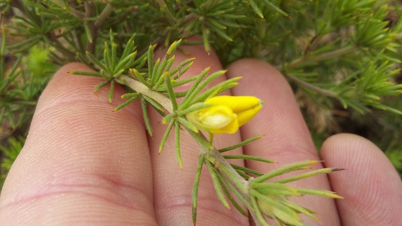 Aspalathus setacea photo 2