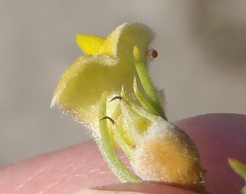 Aspalathus setacea photo 3