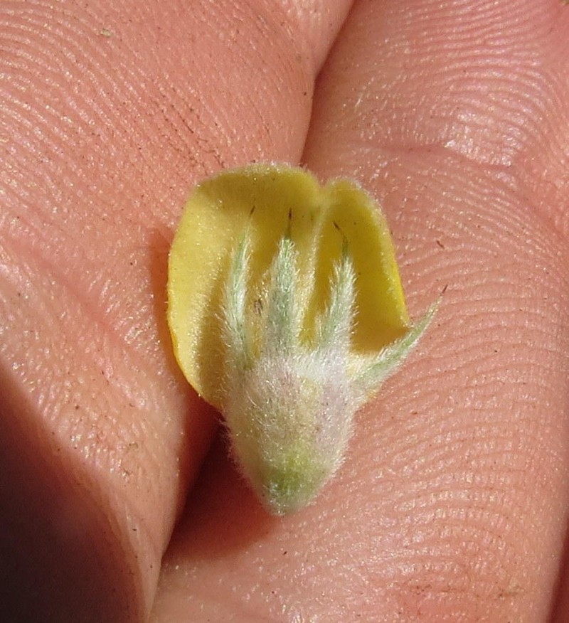 Aspalathus setacea photo 4