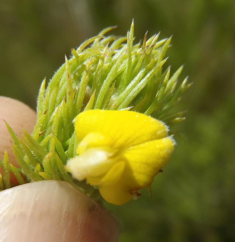 Aspalathus setacea photo 5