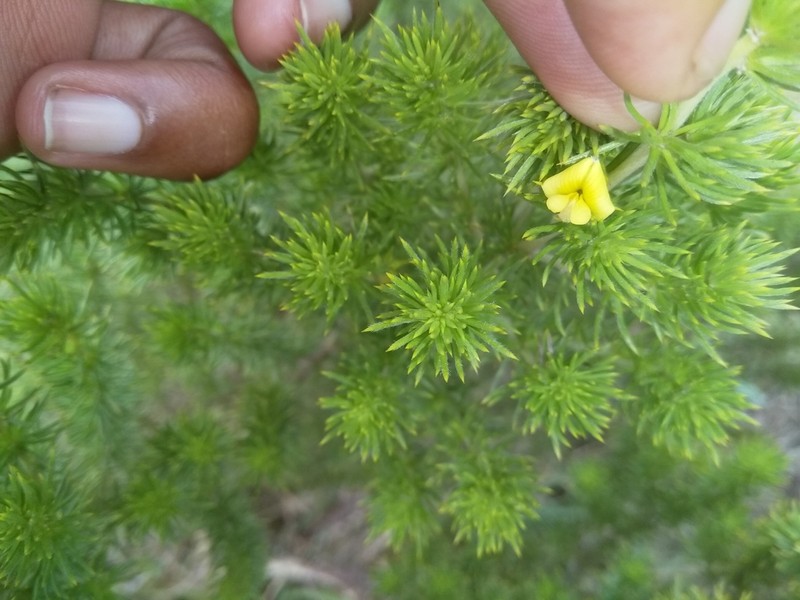 Aspalathus setacea photo 6