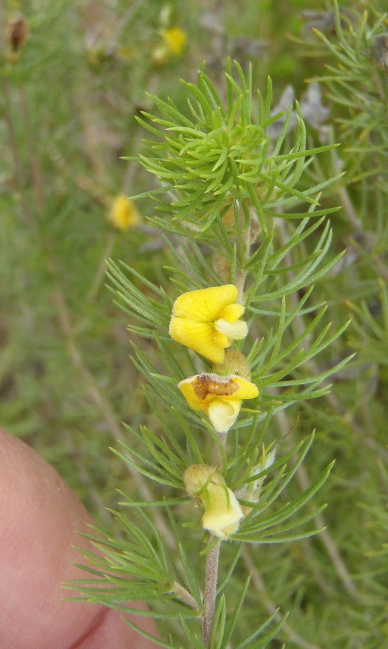 Aspalathus setacea photo 8