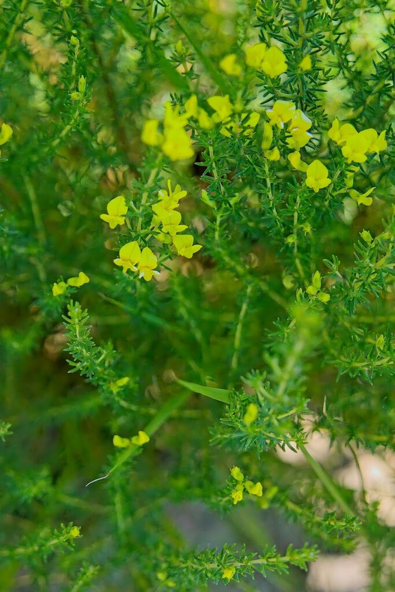 Aspalathus simii