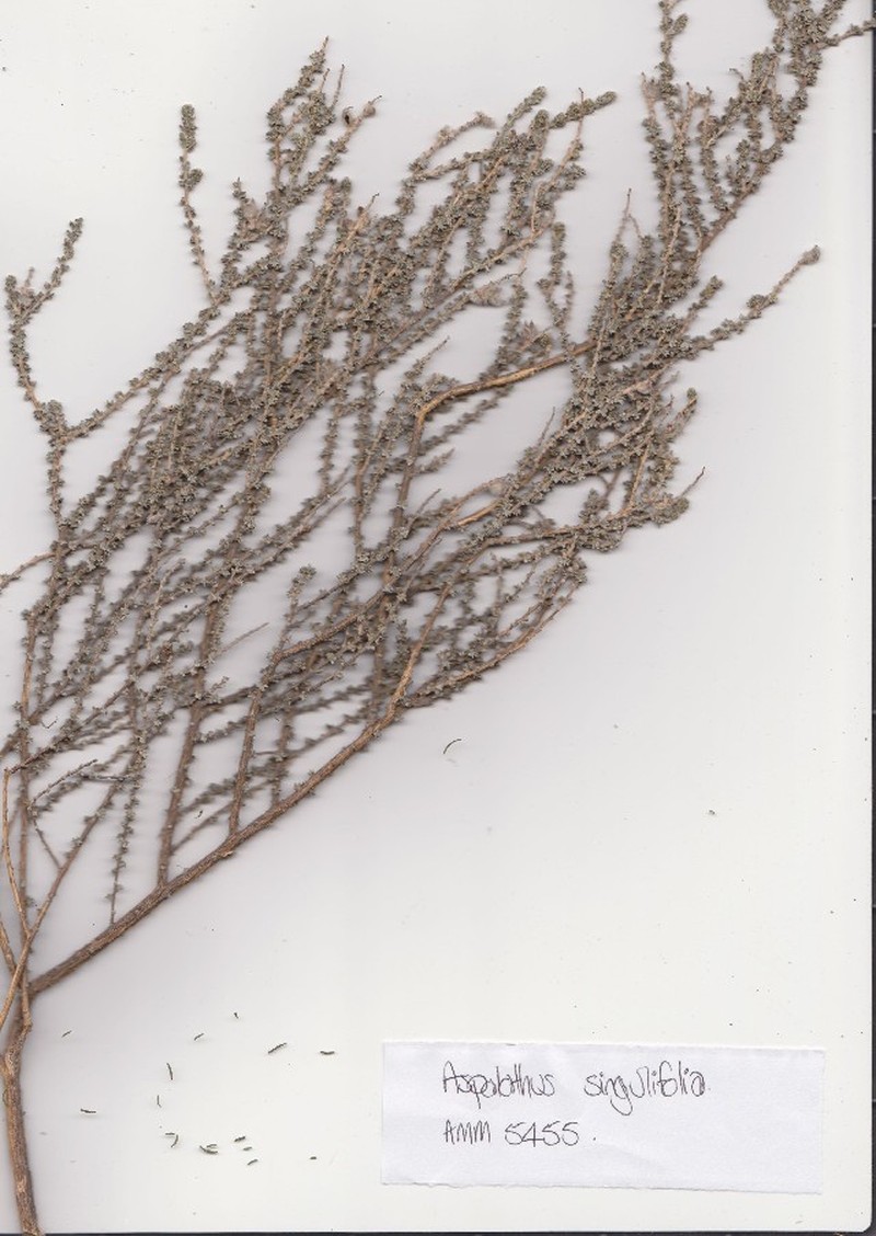 Aspalathus singuliflora