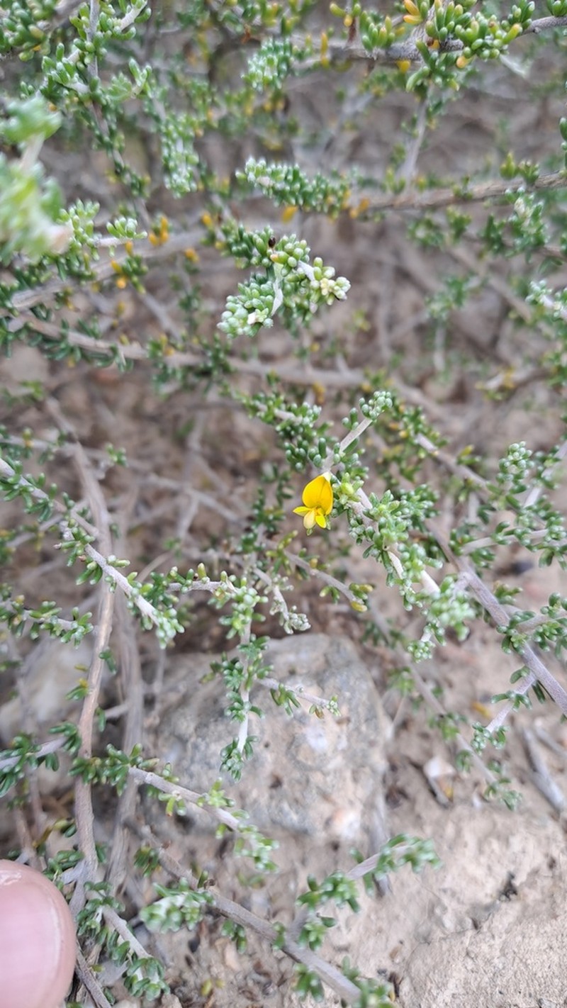 Aspalathus smithii