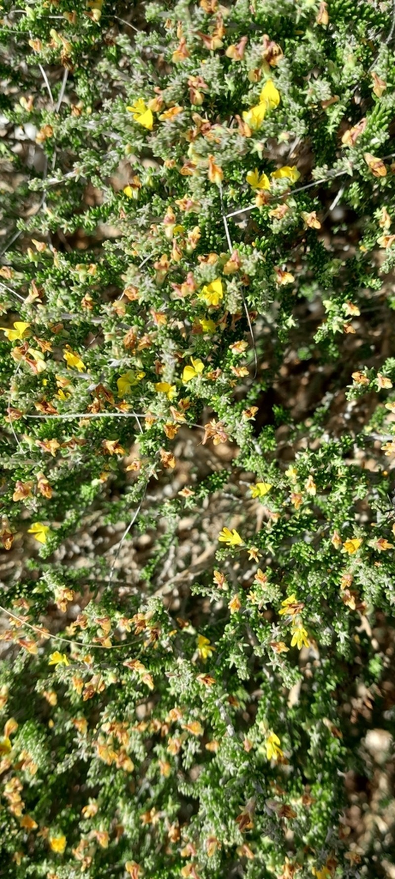 Aspalathus smithii photo 2