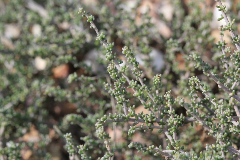 Aspalathus smithii photo 3