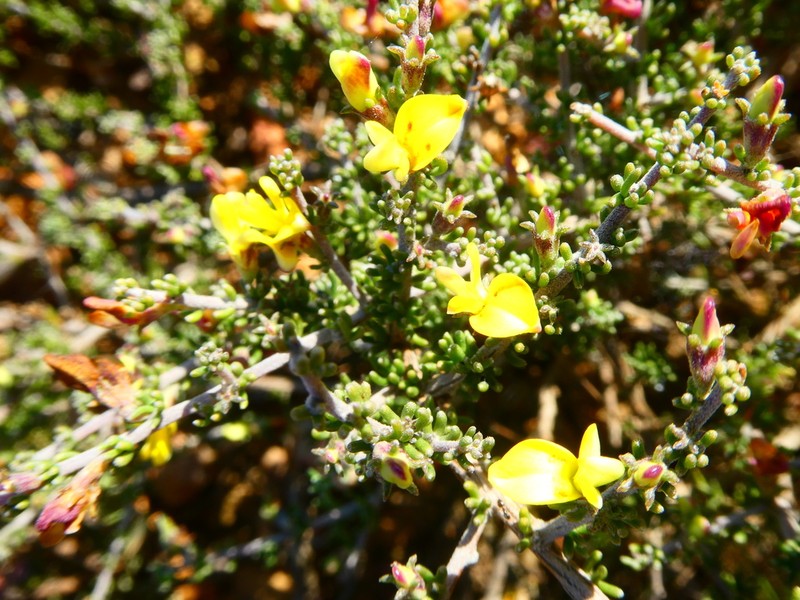 Aspalathus smithii photo 4