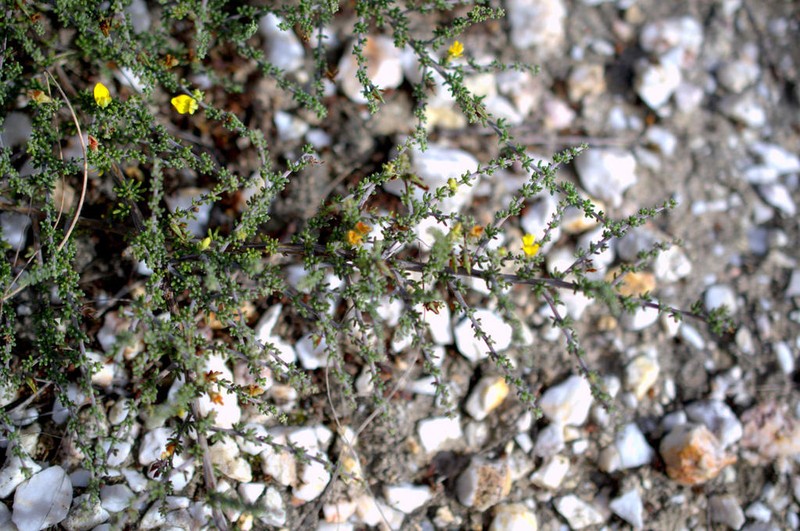 Aspalathus smithii photo 5