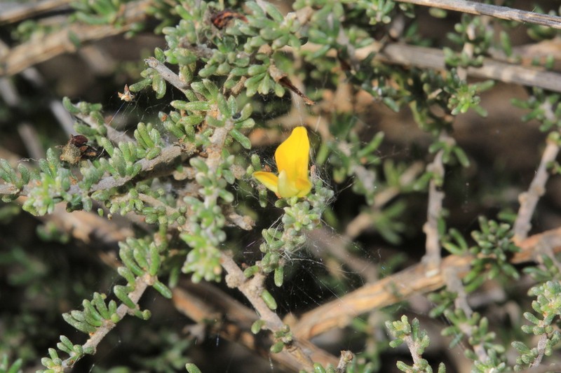 Aspalathus smithii photo 6