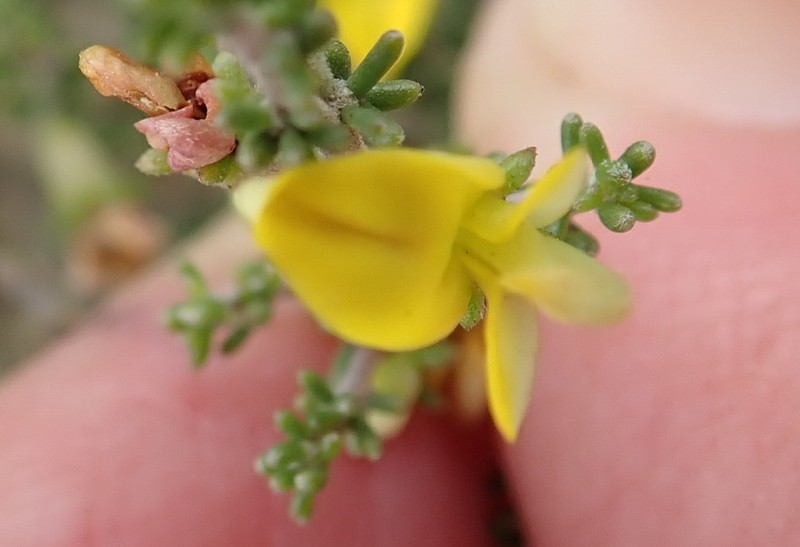 Aspalathus smithii photo 7