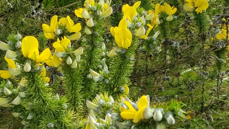 Aspalathus spectabilis