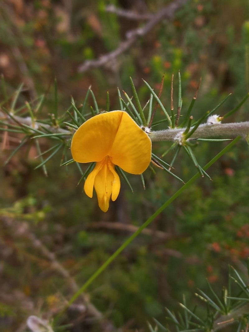 Aspalathus spectabilis photo 3