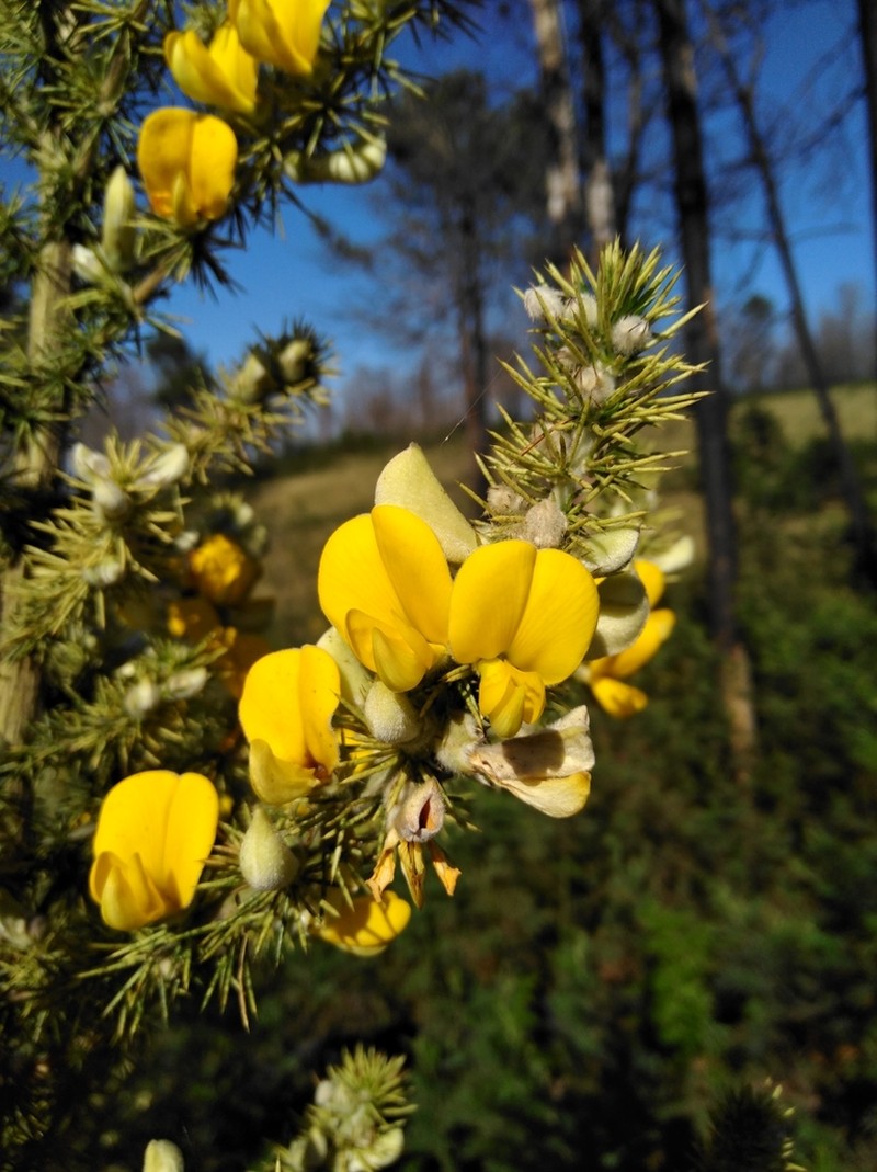 Aspalathus spectabilis photo 5