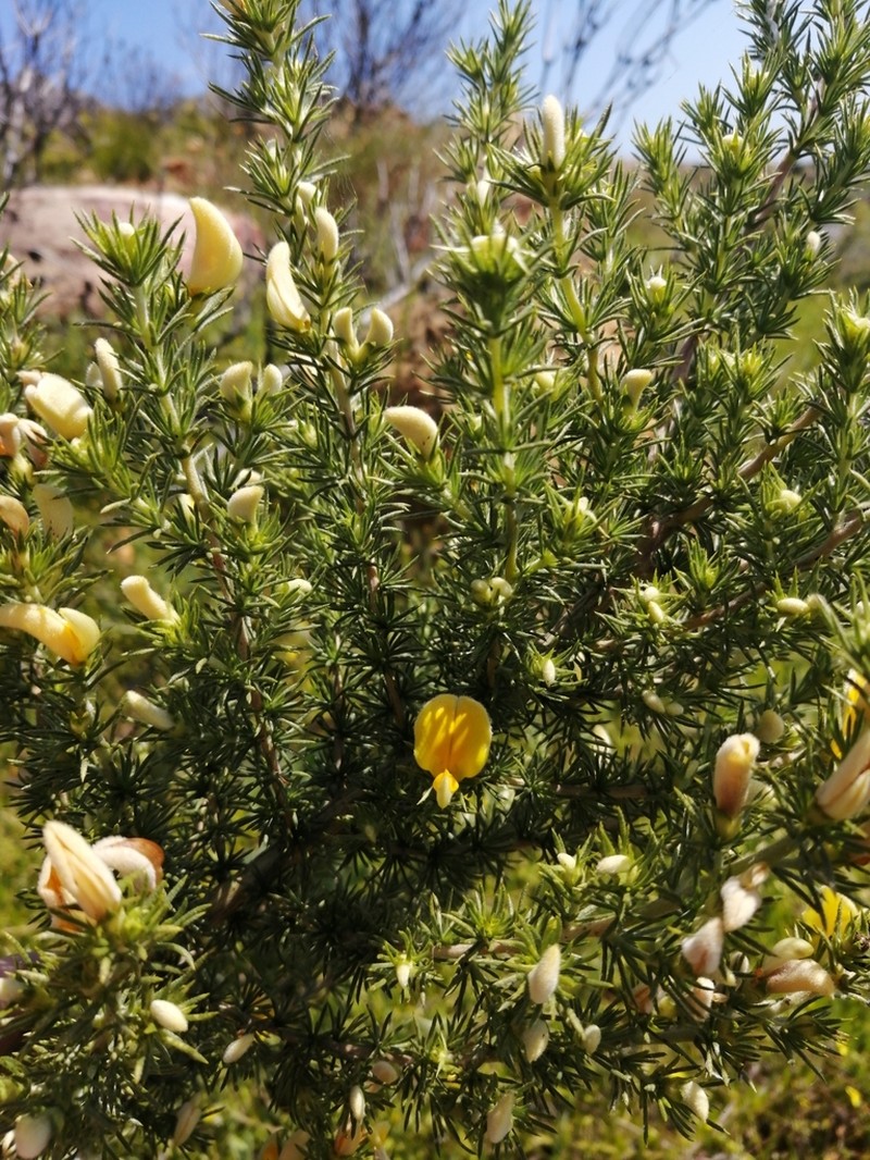 Aspalathus spicata