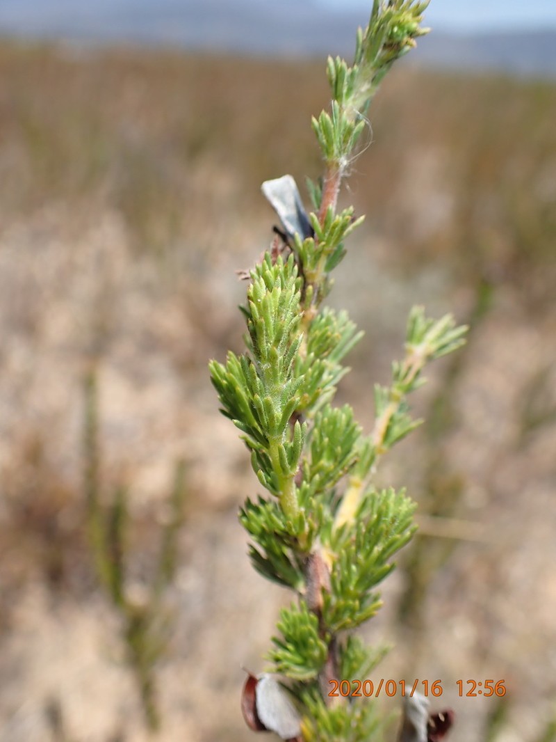 Aspalathus spicata photo 2