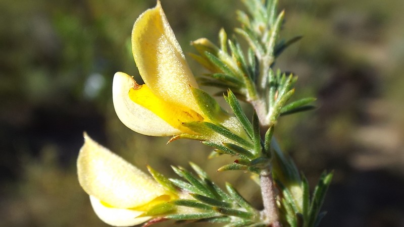 Aspalathus spicata photo 4