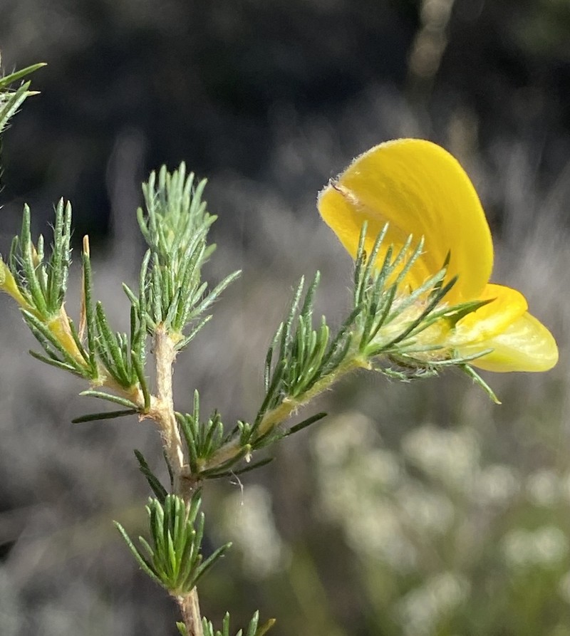 Aspalathus spicata photo 5