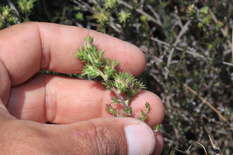 Aspalathus spicata photo 6
