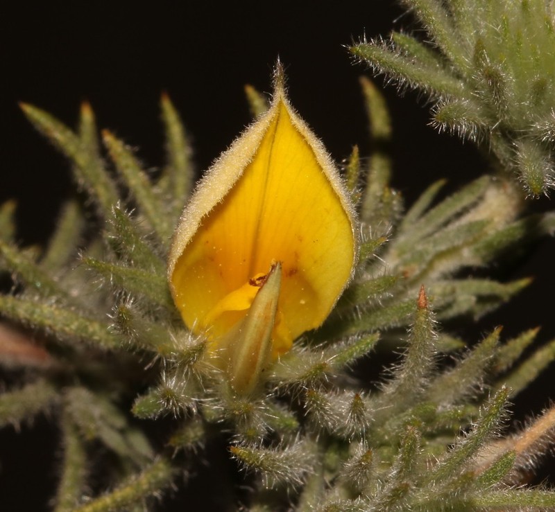 Aspalathus spicata photo 7