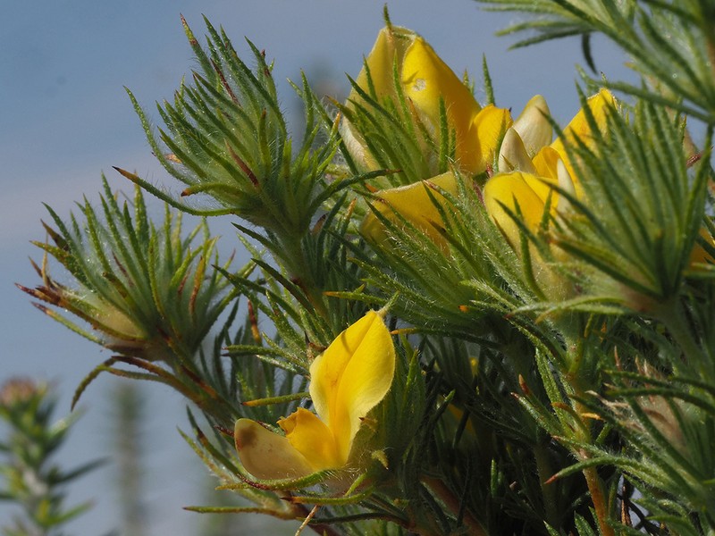 Aspalathus spicata photo 8