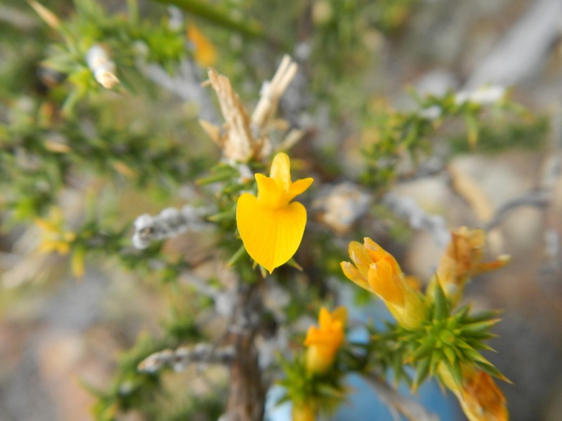 Aspalathus spiculata