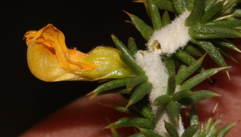 Aspalathus spiculata photo 3