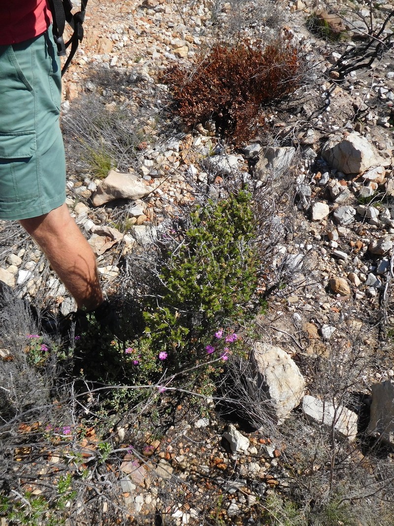Aspalathus spiculata photo 4