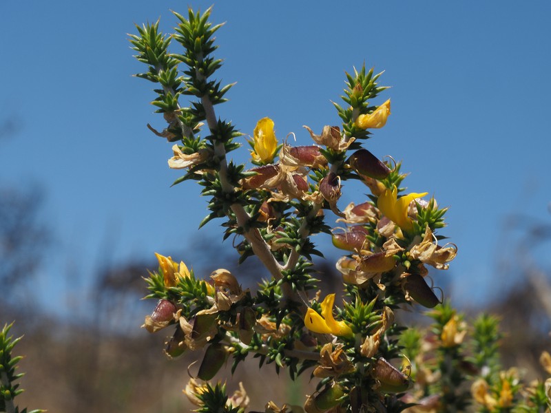 Aspalathus spiculata photo 7