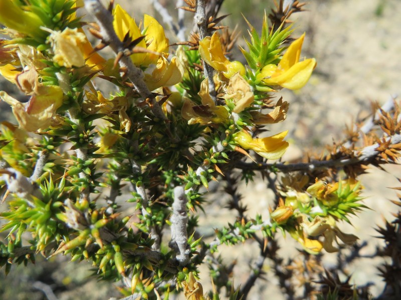 Aspalathus spiculata photo 8