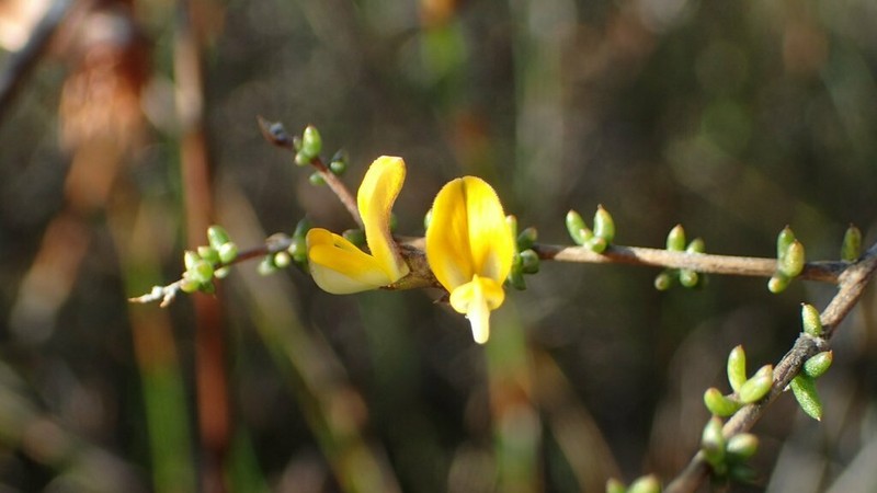 Aspalathus spinescens
