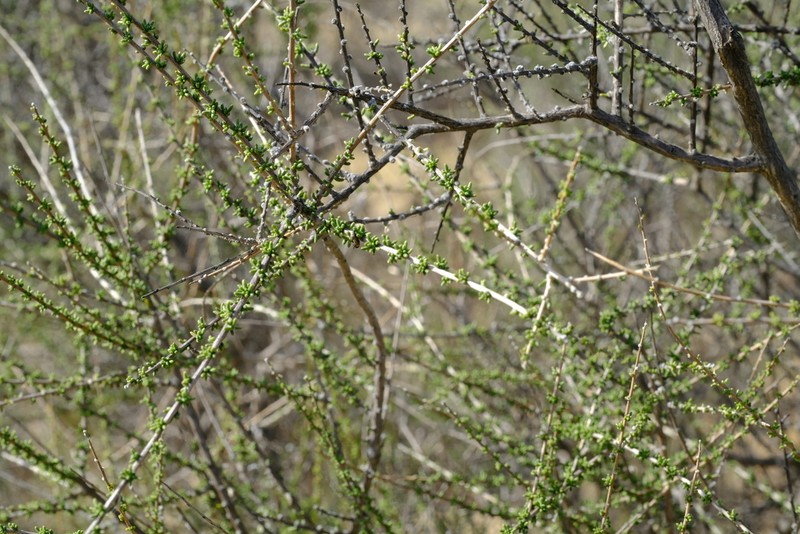 Aspalathus spinescens photo 2