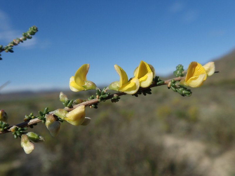 Aspalathus spinescens photo 3